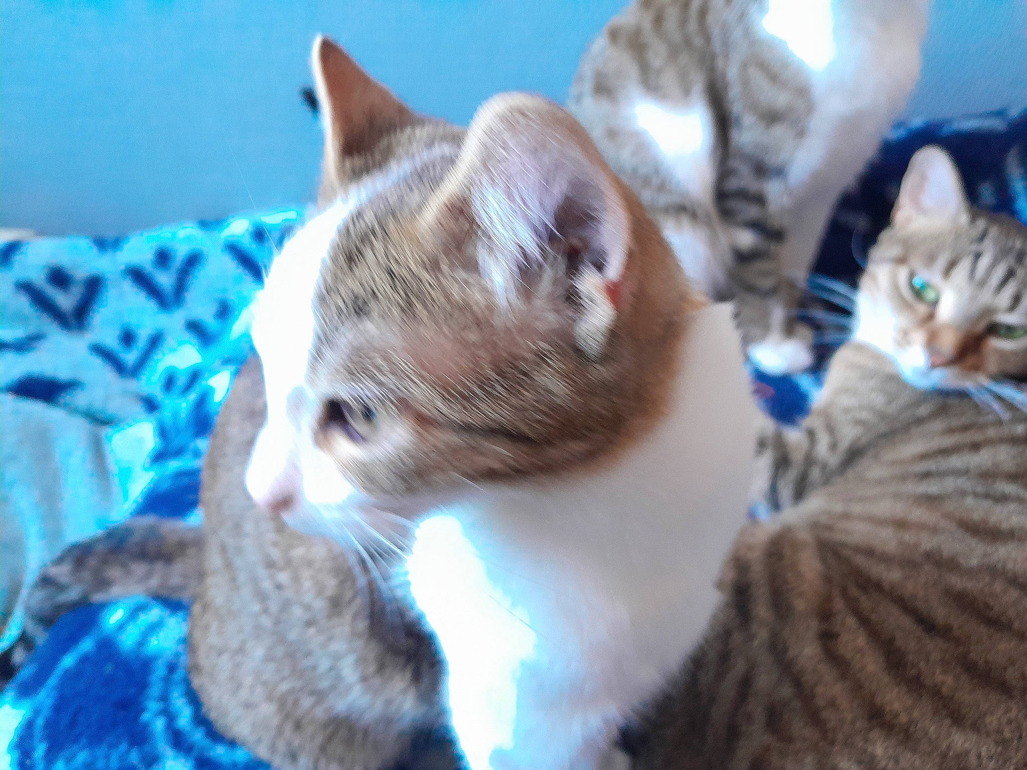 Brittany participe au concours pour gagner de l'argent avec cette photo : carnivore, cat, claw, comfort, domestic_short_haired_cat, fawn, felidae, fur, paw, sitting, small_to_medium_sized_cats, snout, tail, tree, whiskers, wildlife