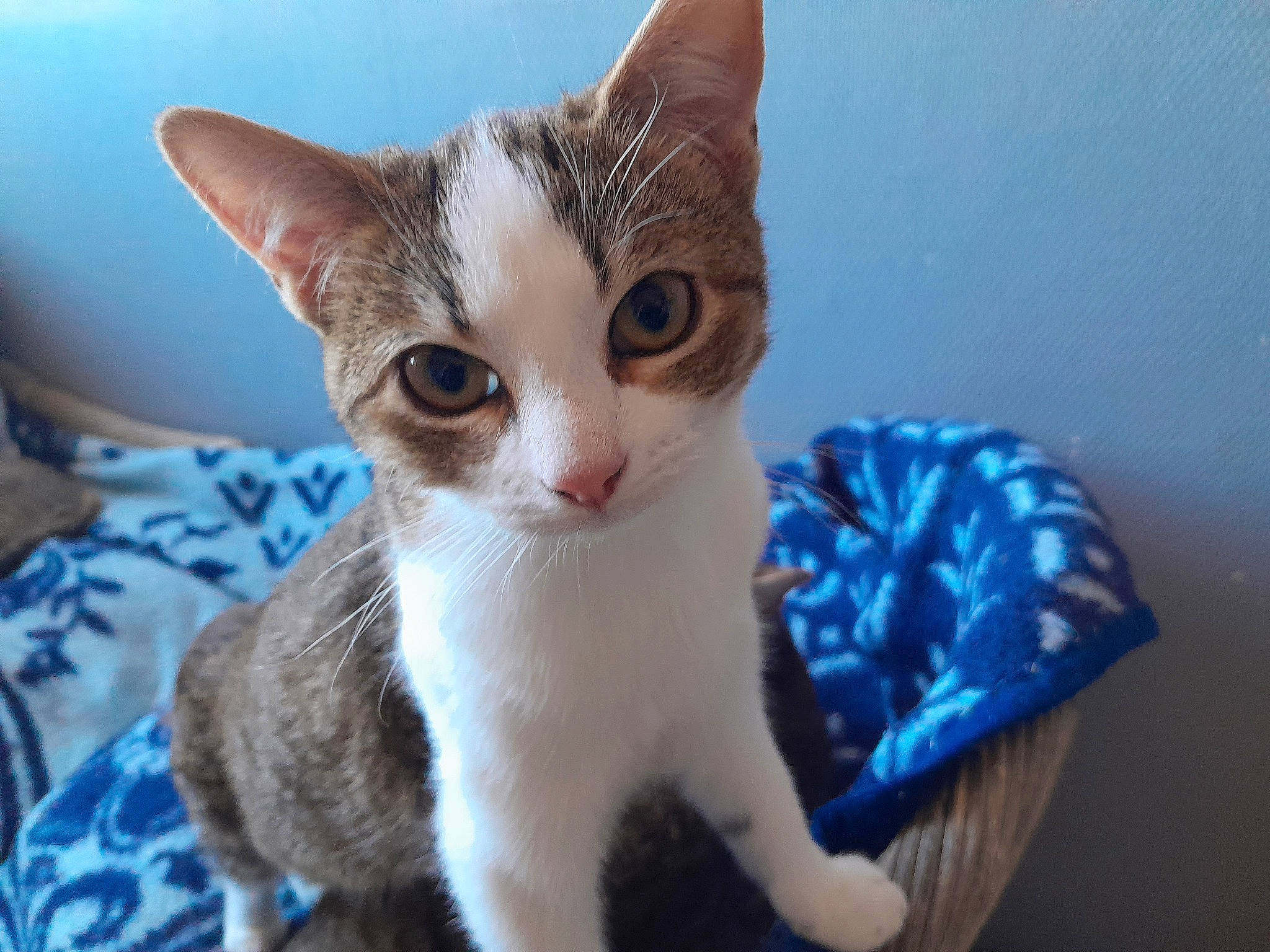 Brittany a rejoint le concours — aidez-le/la à gagner de superbes lots ! carnivore, cat, comfort, domestic_short_haired_cat, electric_blue, eye, eyelash, fawn, felidae, fur, oriental_shorthair, paw, small_to_medium_sized_cats, snout, tail, whiskers