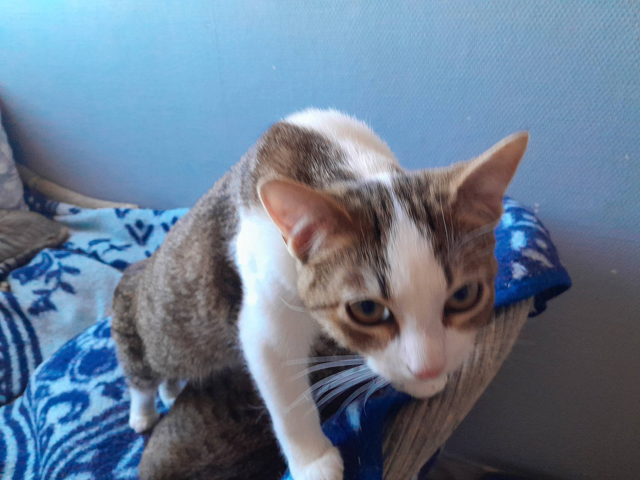 Brittany participe au concours pour gagner de l'argent avec cette photo : carnivore, cat, comfort, domestic_short_haired_cat, ear, fawn, felidae, fur, iris, paw, small_to_medium_sized_cats, snout, tail, tree, whiskers, wood