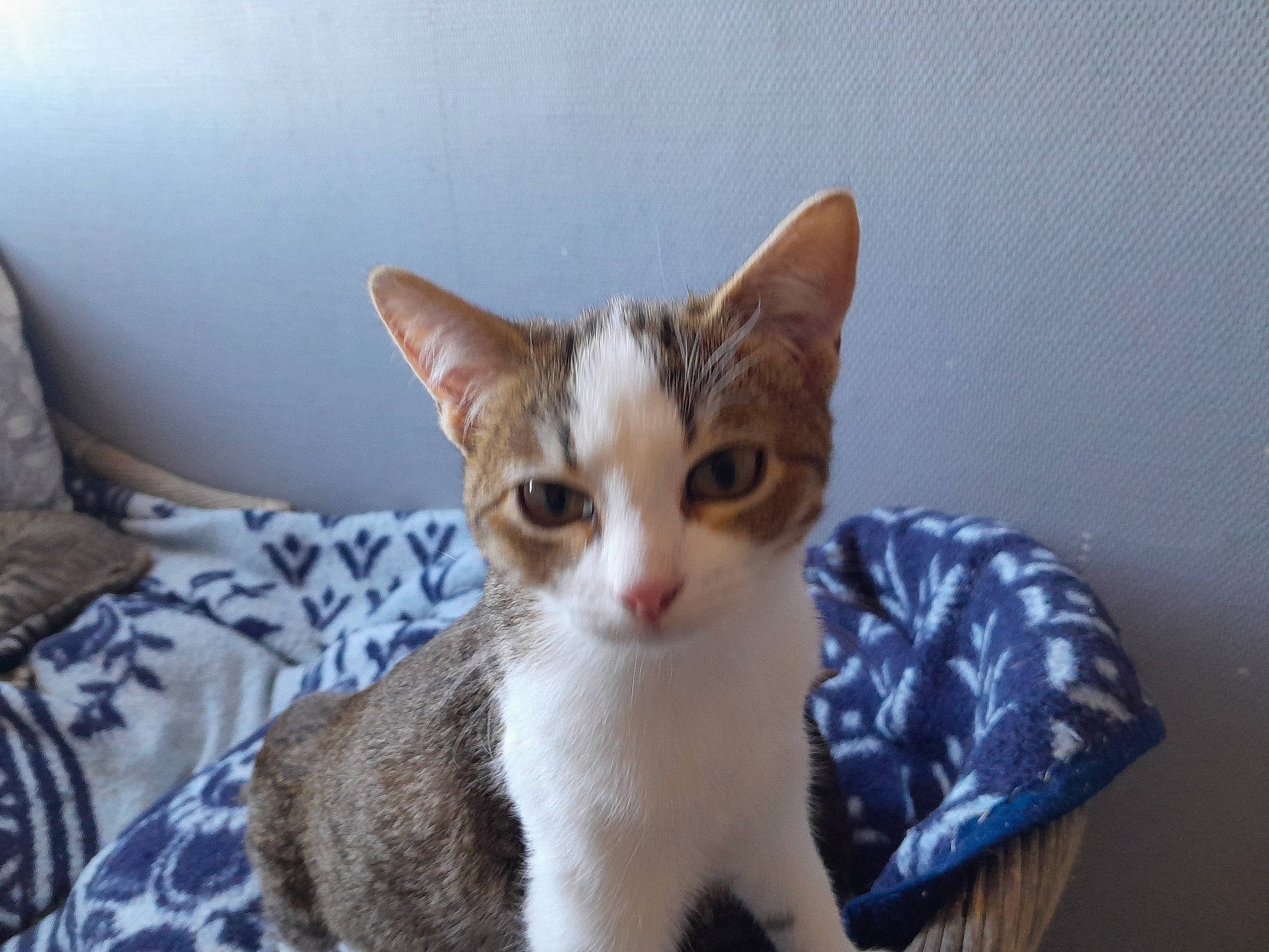 Brittany participe au concours pour gagner de l'argent avec cette photo : carnivore, cat, cat_furniture, cat_supply, claw, comfort, domestic_short_haired_cat, fawn, felidae, fur, paw, pet_supply, sitting, small_to_medium_sized_cats, snout, tail, whiskers