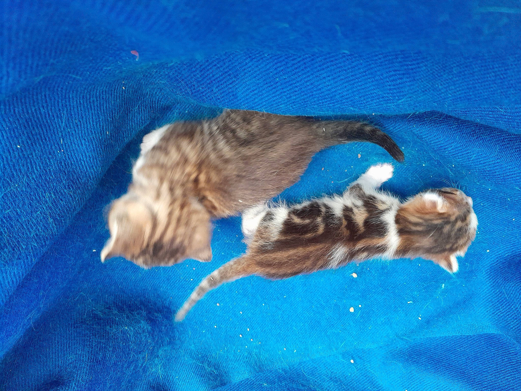 Géorgie a rejoint le concours — aidez-le/la à gagner de superbes lots ! blue, carnivore, cat, claw, dog_breed, electric_blue, felidae, fur, paw, small_to_medium_sized_cats, sporting_group, tail, terrestrial_animal, water, whiskers