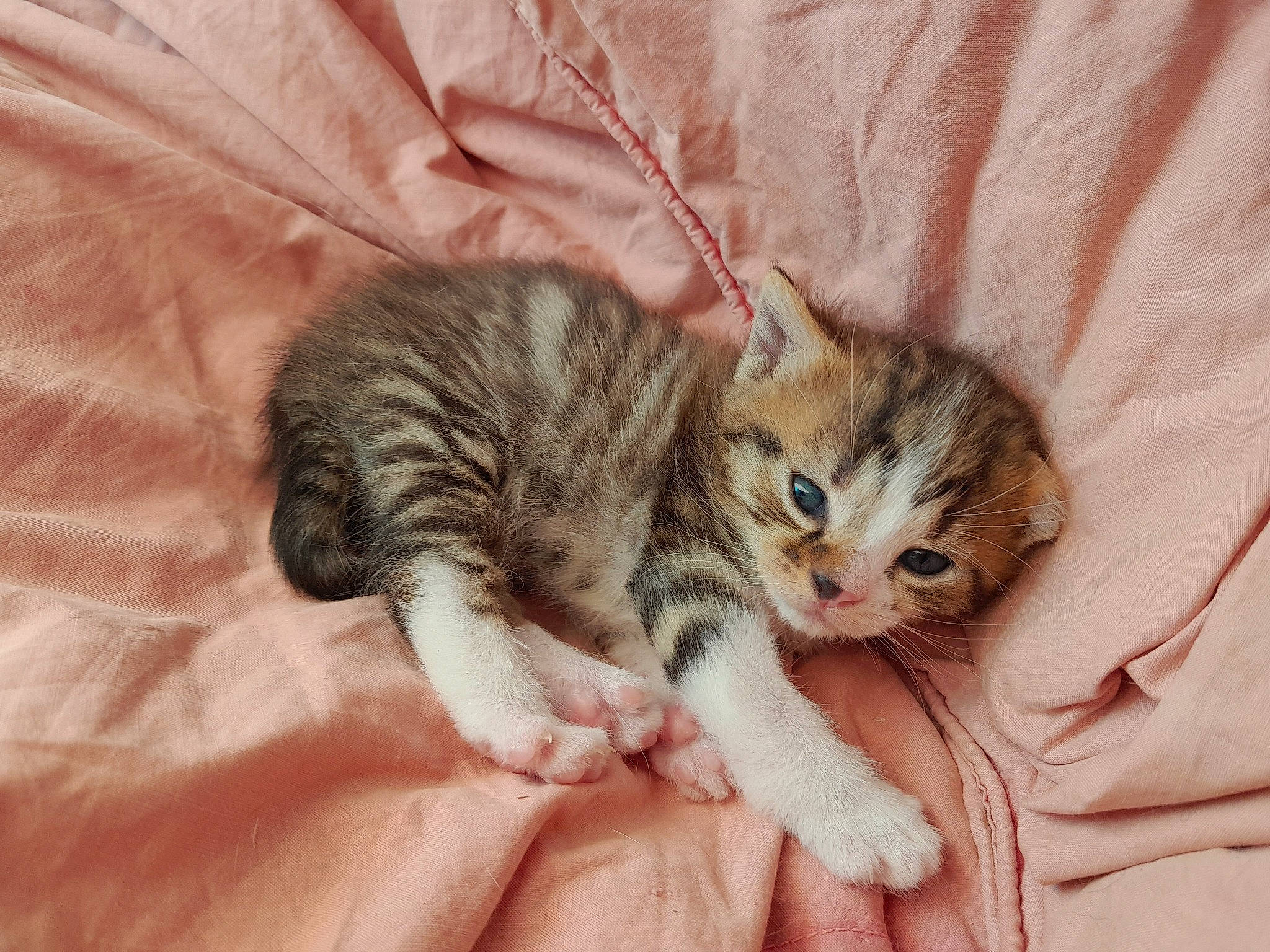 Géorgie participe au concours pour gagner de l'argent avec cette photo : carnivore, cat, claw, comfort, domestic_short_haired_cat, felidae, fur, nap, paw, small_to_medium_sized_cats, tail, whiskers