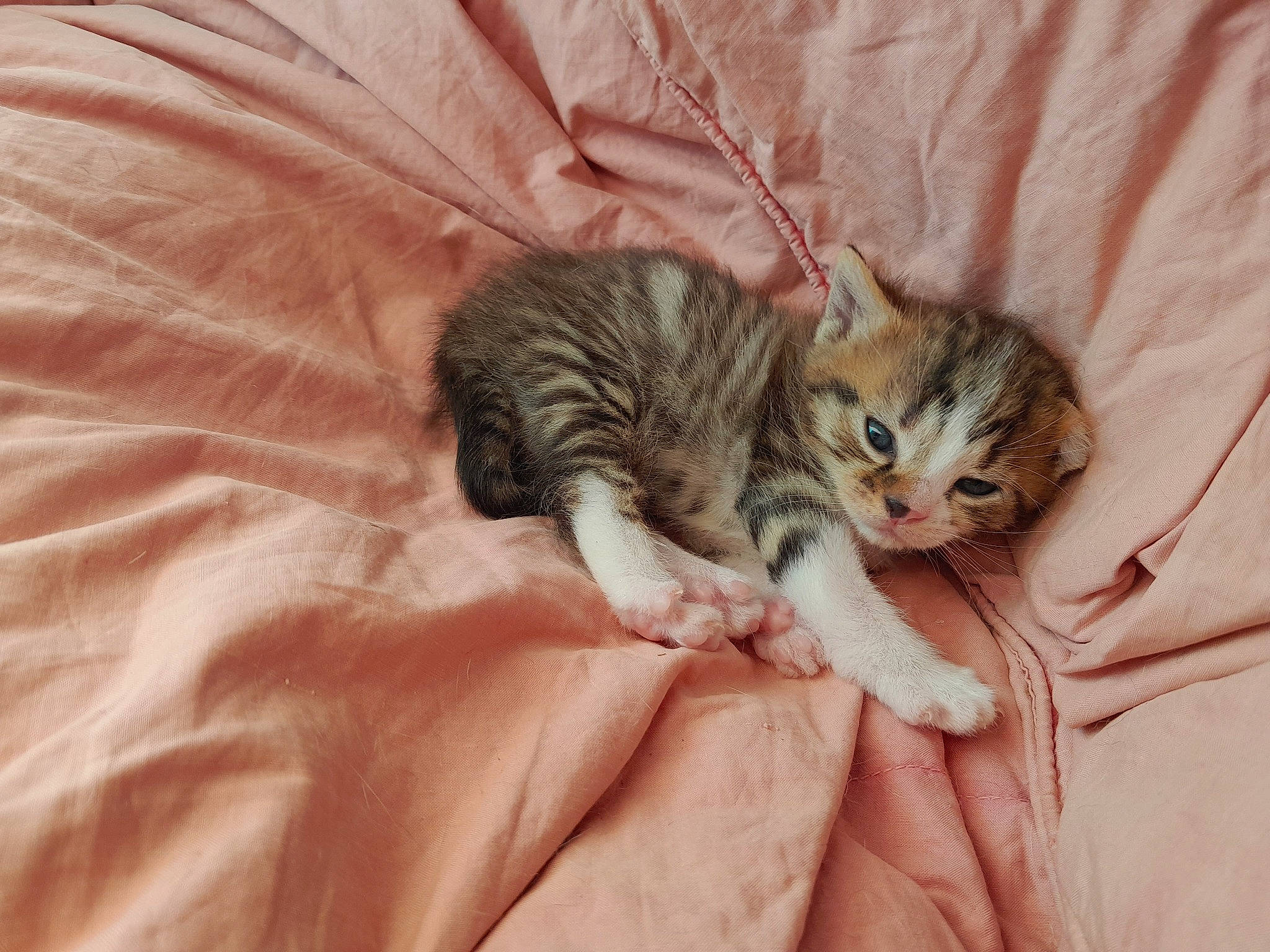 Géorgie participe au concours pour gagner de l'argent avec cette photo : carnivore, cat, cat_bed, claw, comfort, domestic_short_haired_cat, fawn, felidae, fur, linens, nail, nap, paw, sleep, small_to_medium_sized_cats, tail, terrestrial_animal, textile, whiskers