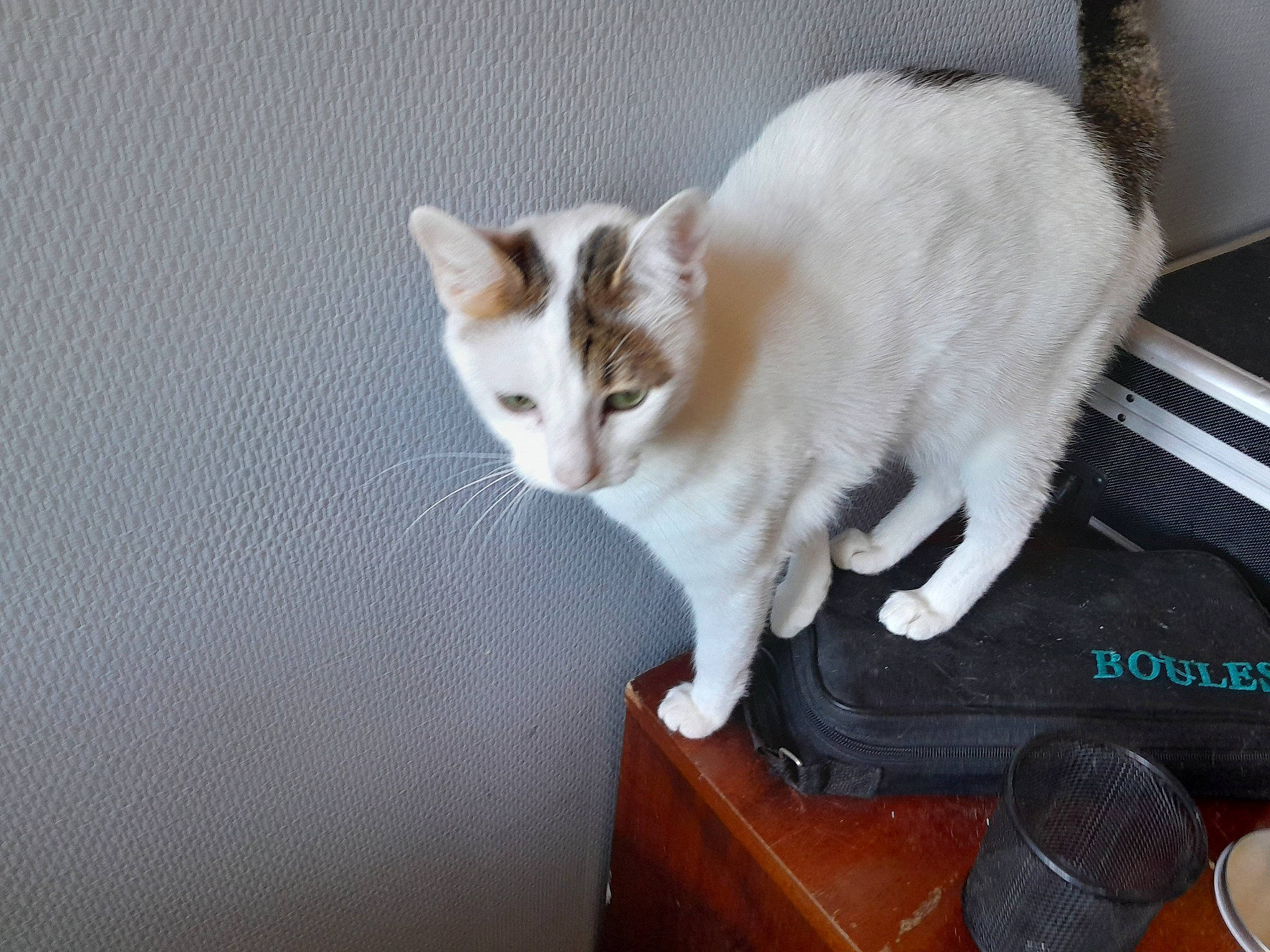 Polly a rejoint le concours — aidez-le/la à gagner de superbes lots ! box, cabinetry, carnivore, cat, claw, domestic_short_haired_cat, drawer, fawn, felidae, fur, hardwood, paw, room, small_to_medium_sized_cats, snout, tail, whiskers, wood