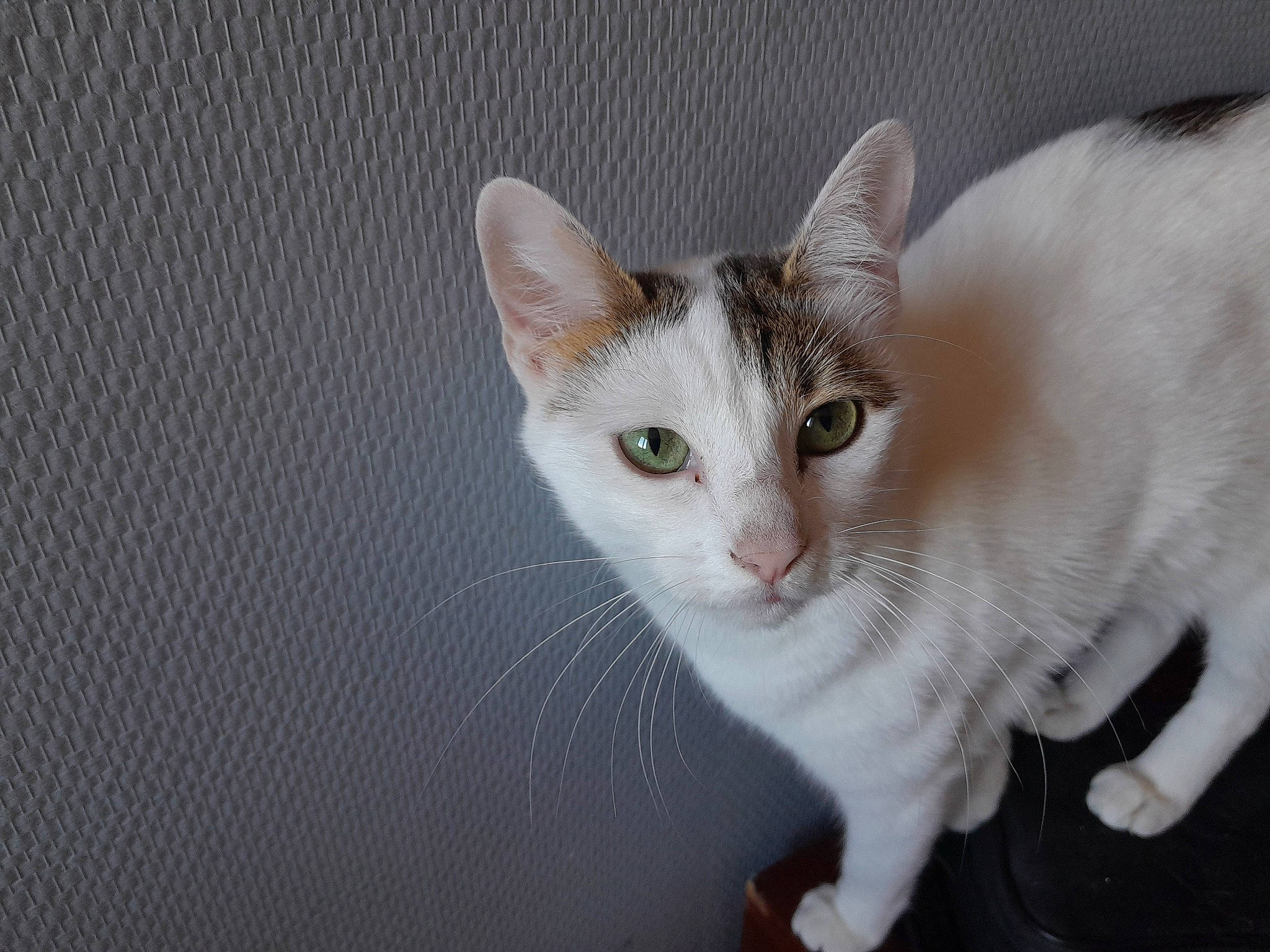 Polly participe au concours pour gagner de l'argent avec cette photo : carnivore, cat, domestic_short_haired_cat, fawn, felidae, fur, paw, small_to_medium_sized_cats, snout, tail, whiskers