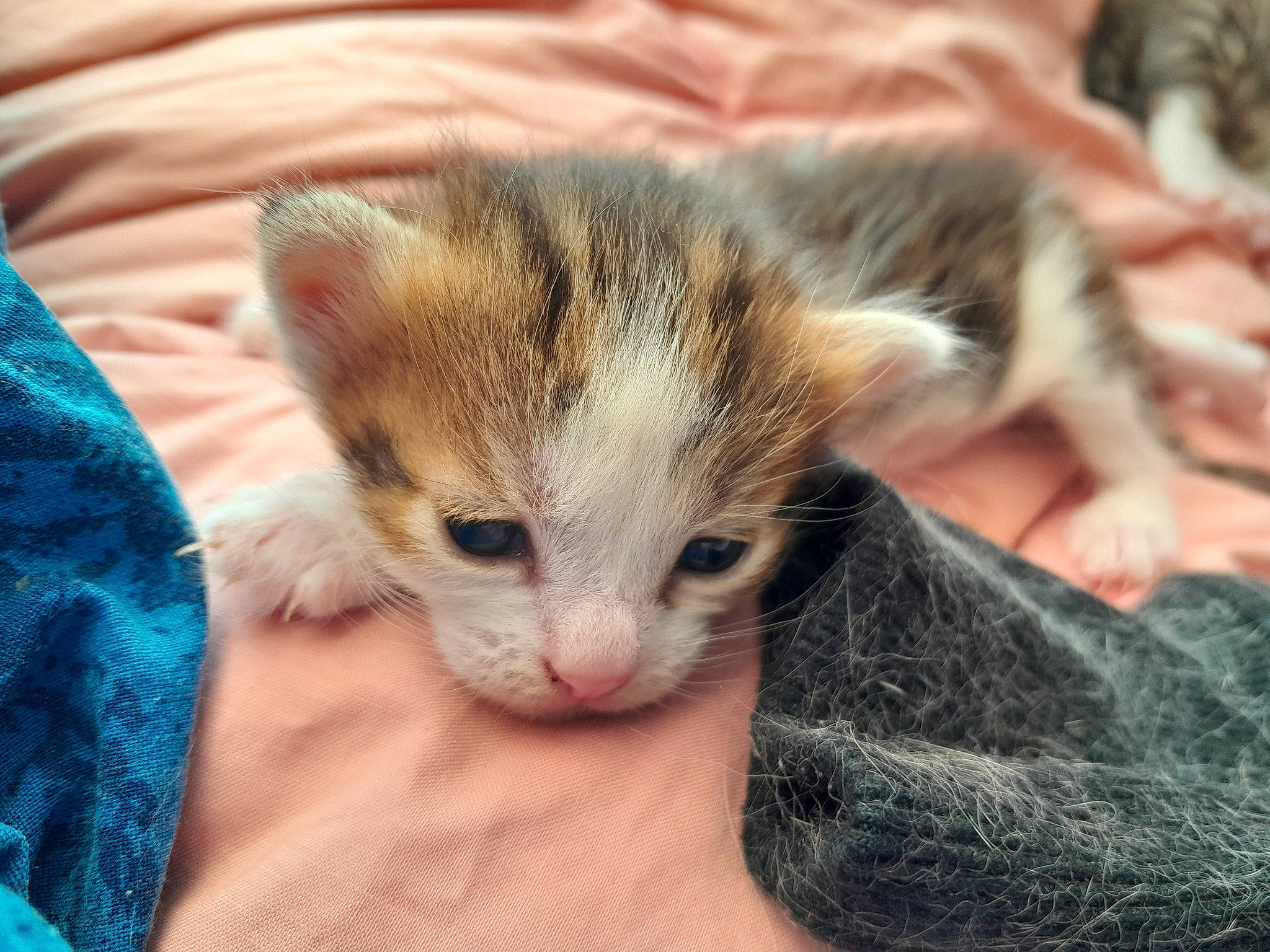 Ice participe au concours pour gagner de l'argent avec cette photo : carnivore, cat, claw, comfort, domestic_short_haired_cat, ear, fawn, felidae, fur, nap, paw, small_to_medium_sized_cats, snout, tail, whiskers