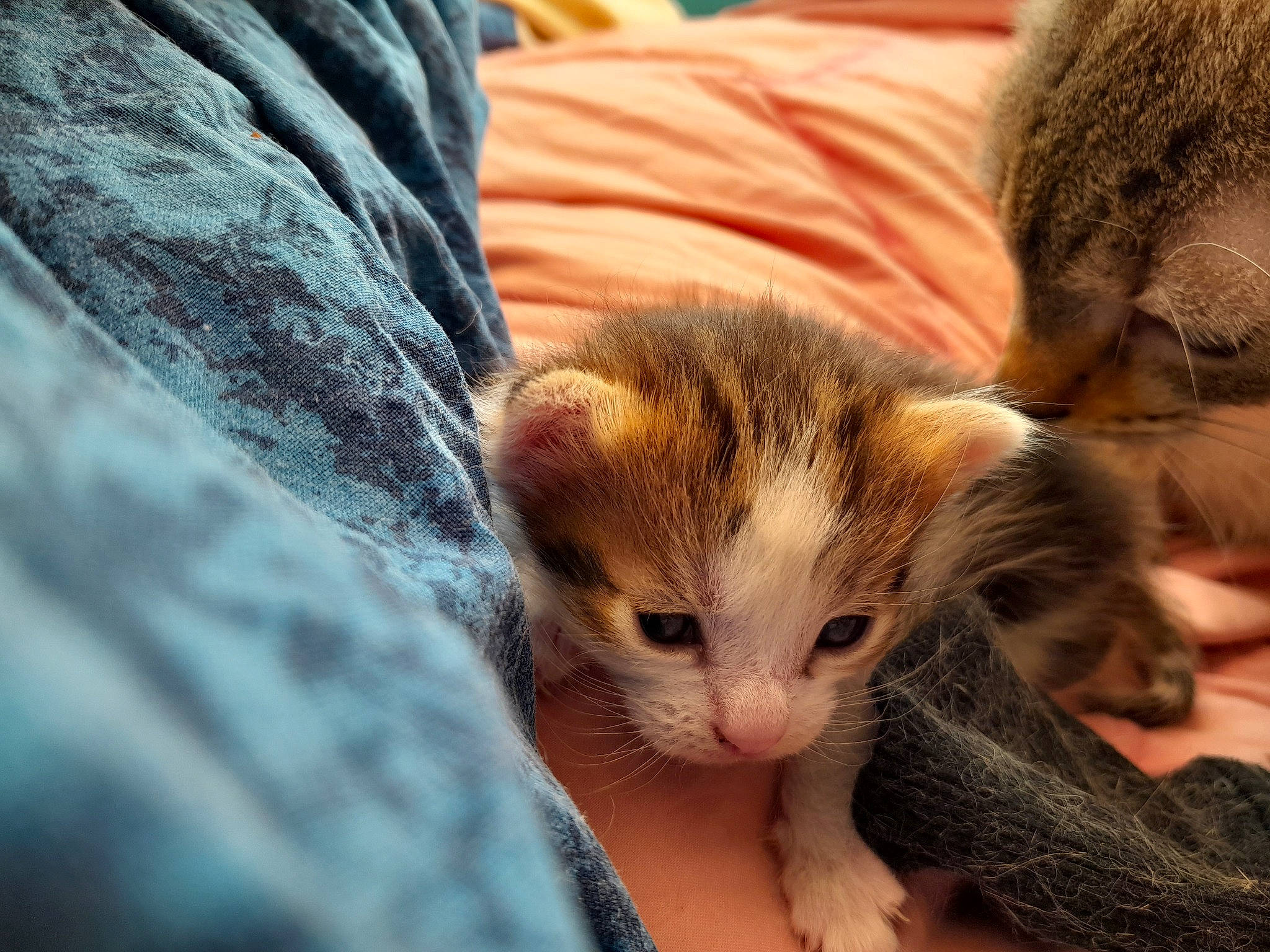 Ice a rejoint le concours — aidez-le/la à gagner de superbes lots ! carnivore, cat, claw, close_up, comfort, domestic_short_haired_cat, fawn, felidae, fur, paw, small_to_medium_sized_cats, tail, terrestrial_animal, textile, whiskers, wood