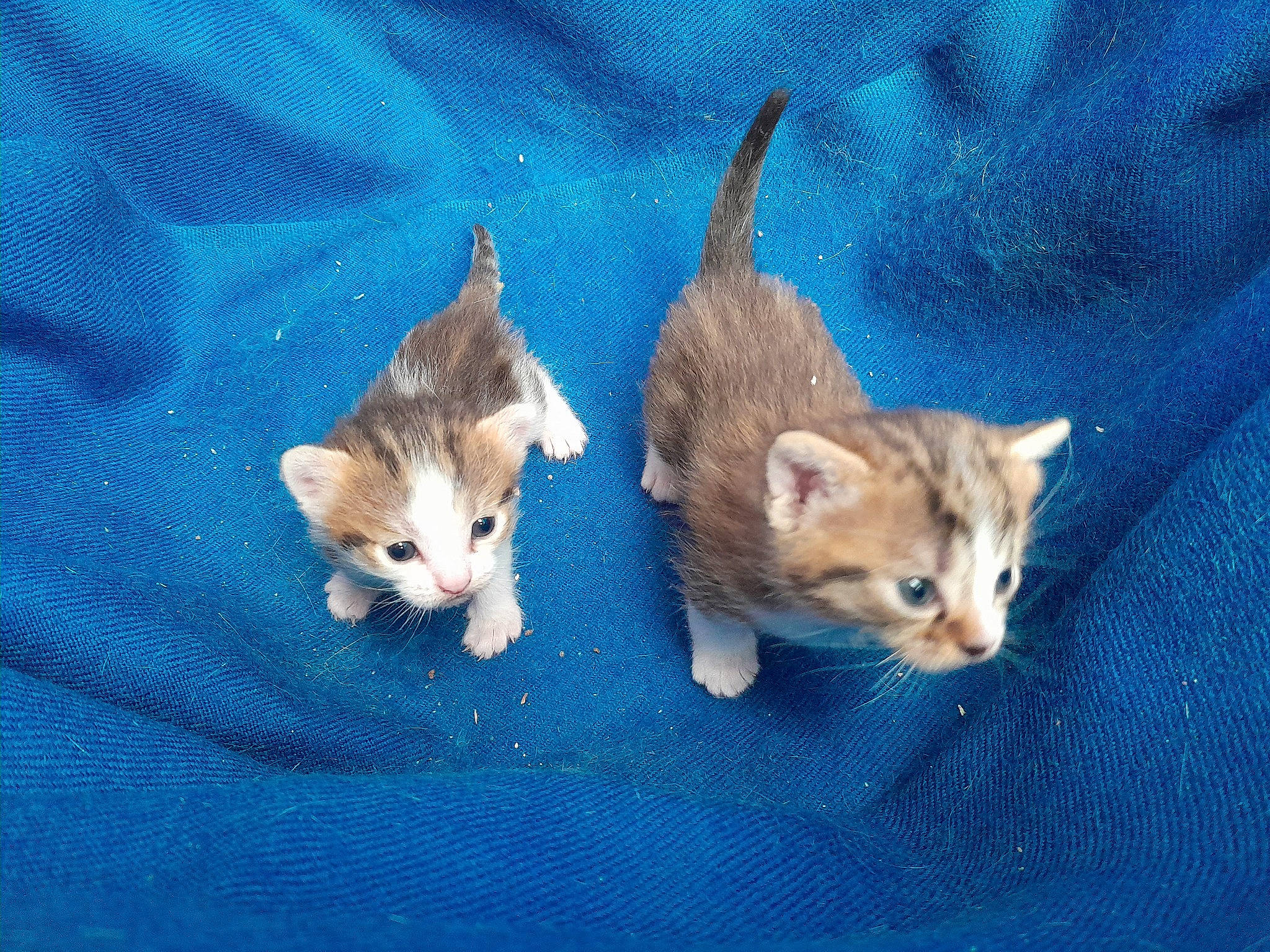 Ice participe au concours pour gagner de l'argent avec cette photo : blue, carnivore, cat, claw, domestic_short_haired_cat, electric_blue, fawn, felidae, fur, mammal, paw, small_to_medium_sized_cats, snout, tail, vertebrate, whiskers