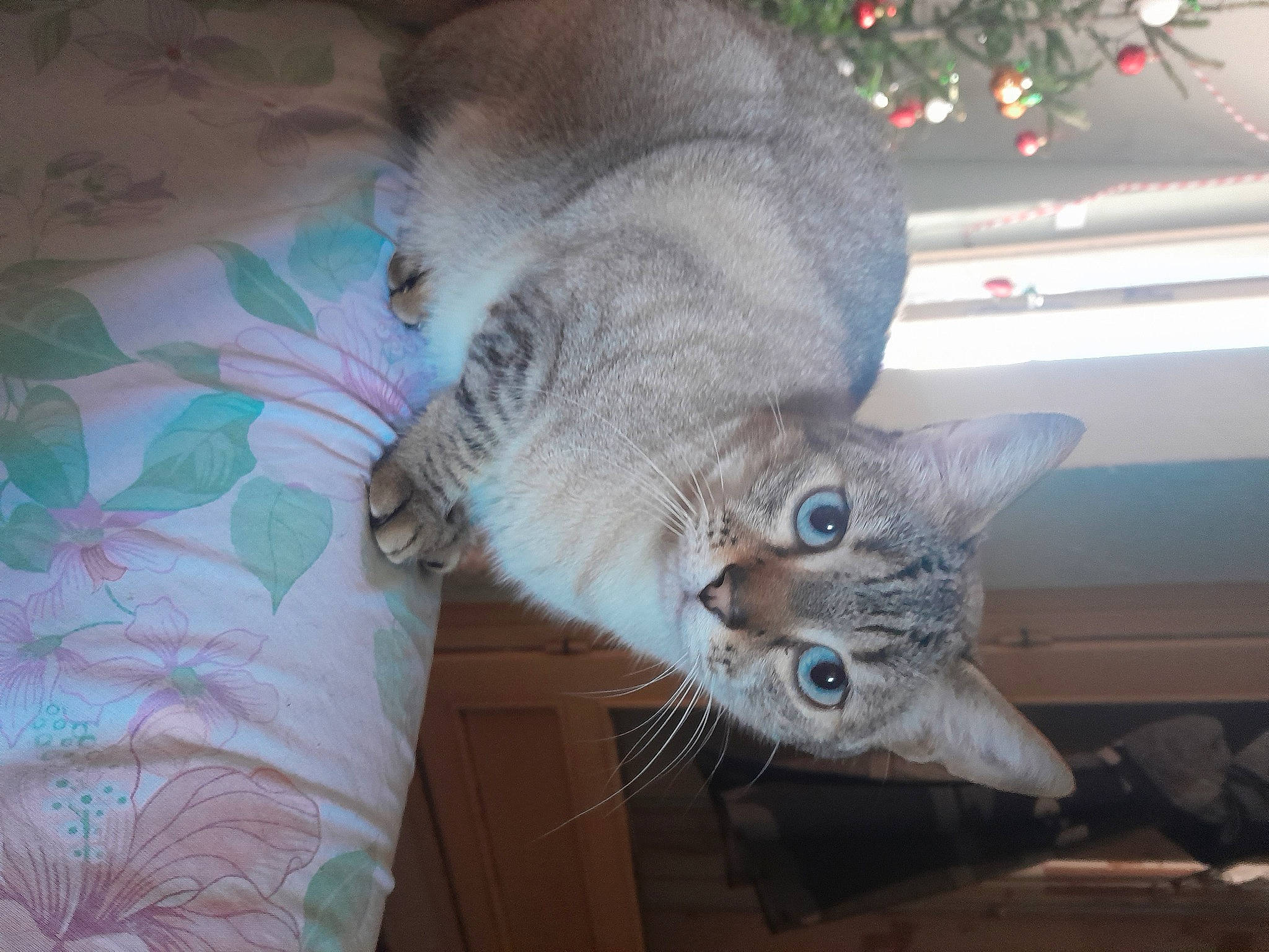 Sayuri participe au concours pour gagner de l'argent avec cette photo : carnivore, cat, claw, comfort, domestic_short_haired_cat, felidae, fur, paw, small_to_medium_sized_cats, tail, whiskers, wood