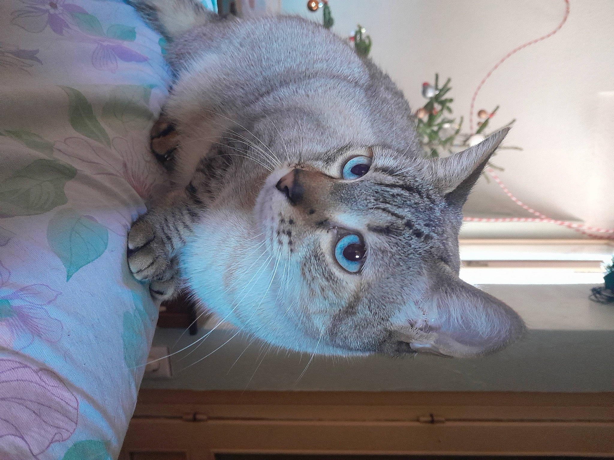 Sayuri participe au concours pour gagner de l'argent avec cette photo : art, carnivore, cat, domestic_short_haired_cat, electric_blue, fawn, felidae, fur, glass, organism, paw, plant, small_to_medium_sized_cats, snout, tail, twig, whiskers, wood