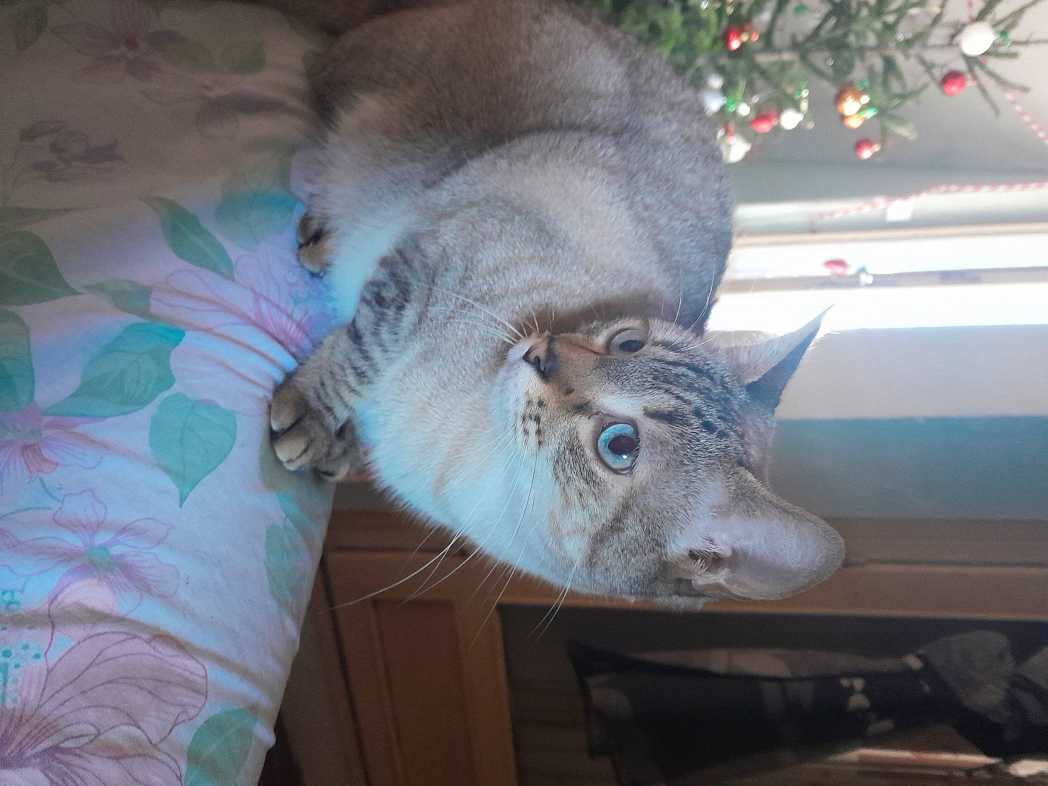 Sayuri a rejoint le concours — aidez-le/la à gagner de superbes lots ! carnivore, cat, domestic_short_haired_cat, fawn, felidae, fur, plant, russian_blue, small_to_medium_sized_cats, snout, tail, whiskers