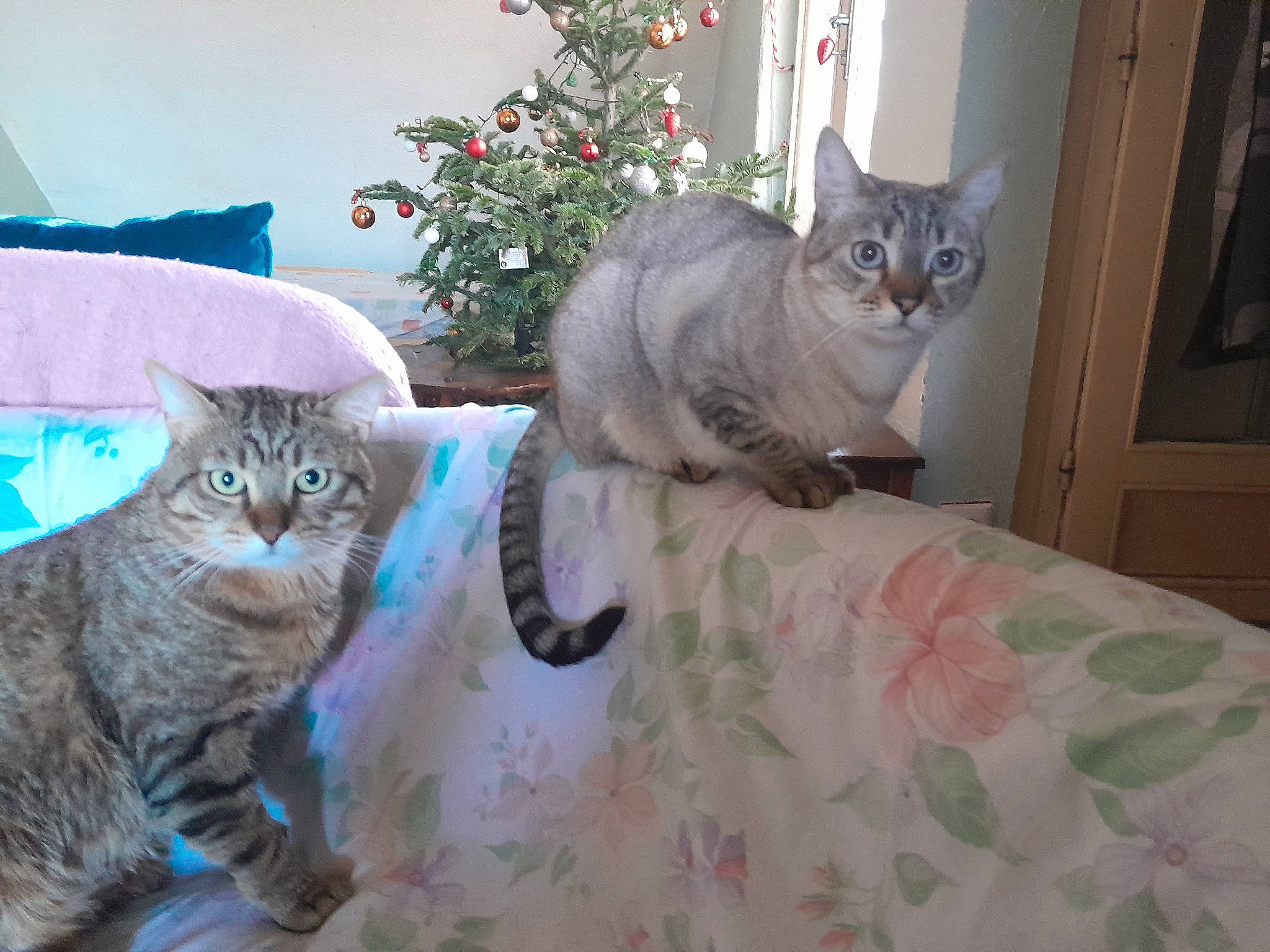 Sayuri participe au concours pour gagner de l'argent avec cette photo : carnivore, cat, comfort, domestic_short_haired_cat, fawn, felidae, flowerpot, fur, grey, houseplant, paw, plant, sitting, small_to_medium_sized_cats, snout, tail, tree, whiskers, window, wood