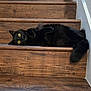 Kai is registered to the contest to win money with this photo: cat, black_cat, stairs, wood, pet, animal, fur, yellow_eyes, indoor, relaxing, looking, curious, cozy, sideways, home, wooden_stairs, mammal, resting, cute, portrait