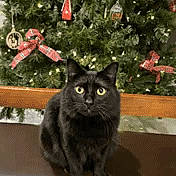 Kai joined the competition — help win amazing prizes! black_cat, cat, bench, christmas_tree, decorations, ornaments, red_bows, indoor, pet, feline, holiday, festive, animal, fur, sitting, yellow_eyes, wooden_bench, domestic_cat, christmas, tree