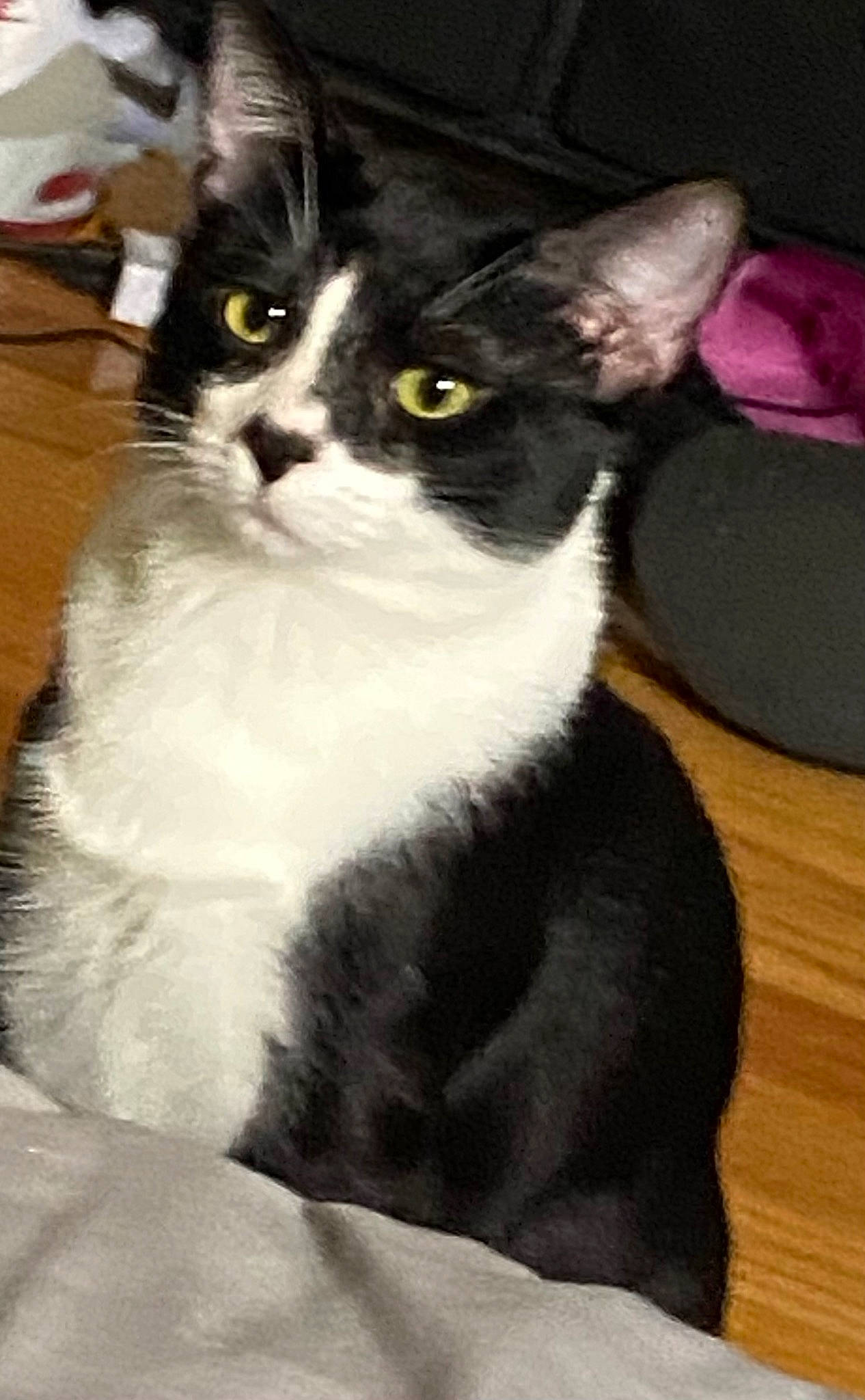 Gemini is registered to the contest to win money with this photo: black_cat, carnivore, cat, domestic_short_haired_cat, eye, felidae, formal_wear, fur, head, iris, sitting, small_to_medium_sized_cats, snout, tail, terrestrial_animal, whiskers