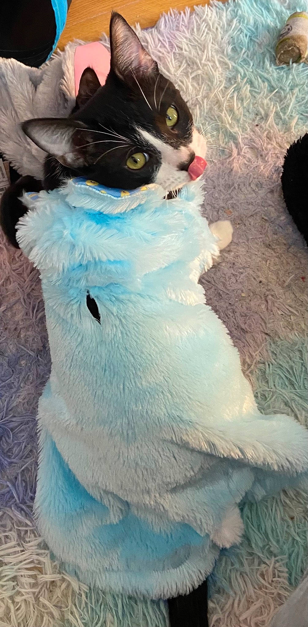 Gemini is registered to the contest to win money with this photo: carnivore, cat, electric_blue, felidae, formal_wear, freezing, fur, pattern, paw, small_to_medium_sized_cats, snout, snow, snowman, tail, whiskers, winter