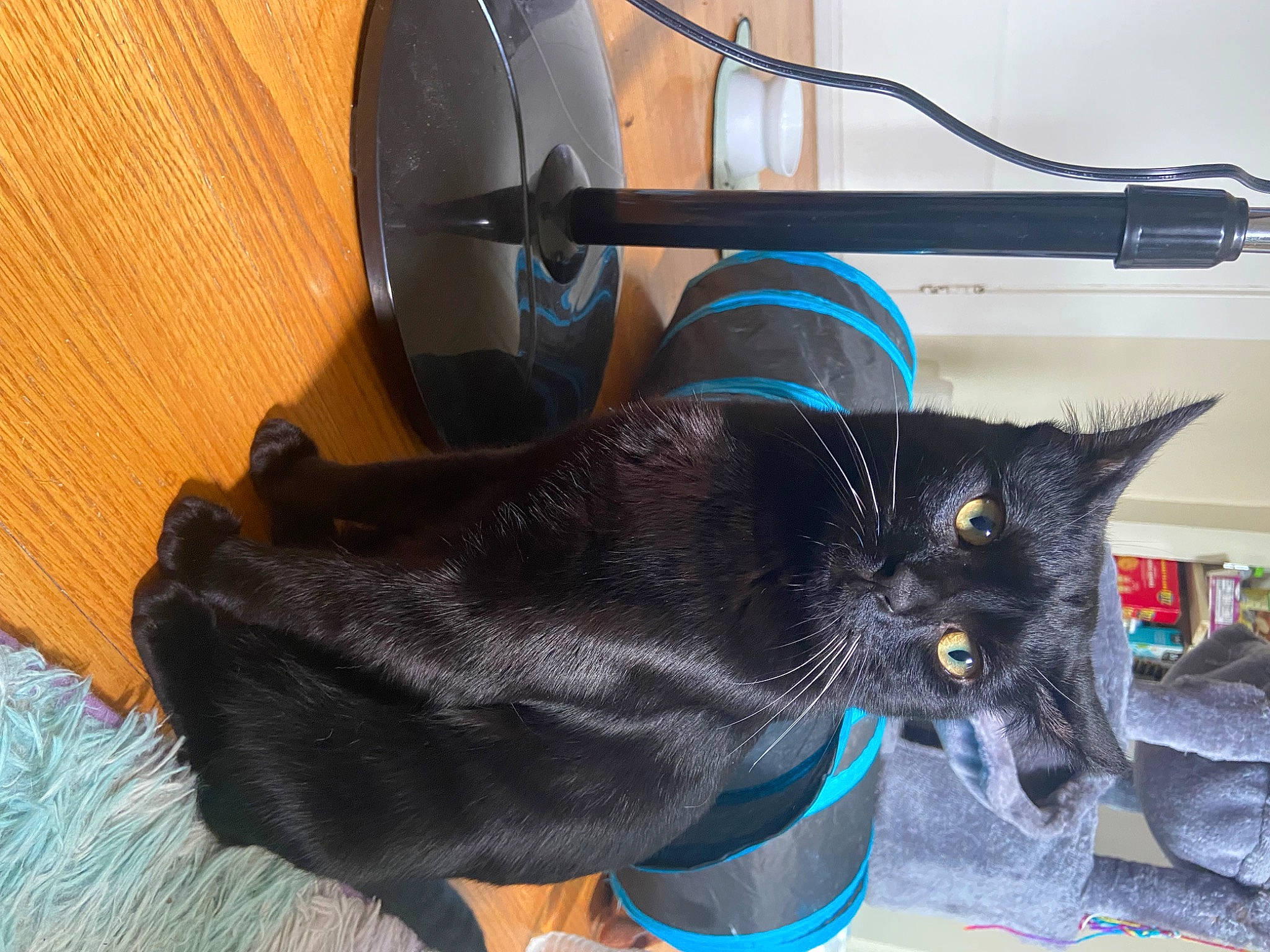 Leo Gammel is registered to the contest to win money with this photo: audio_equipment, auto_part, bag, black_cat, bombay, cable, carnivore, cat, claw, collar, domestic_short_haired_cat, electric_blue, felidae, fur, gas, machine, small_to_medium_sized_cats, tail, whiskers, wire
