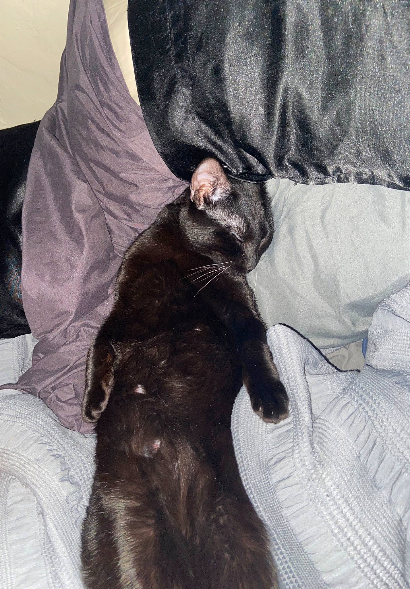 Leo Gammel joined the competition — help win amazing prizes! bed, black_cat, canidae, carnivore, cat, claw, comfort, companion_dog, dog_breed, ear, felidae, fur, gesture, linens, liver, nap, natural_material, small_to_medium_sized_cats, tail, whiskers