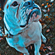 Enzo joined the competition — help win amazing prizes! bulldog, dog, pet, animal, outdoor, grass, leaves, autumn, fall, cute, portrait, sitting, closeup, canine, collar, face, fur, expression, nature, daylight