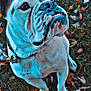 bulldog, dog, pet, animal, outdoor, grass, leaves, autumn, fall, cute, portrait, sitting, closeup, canine, collar, face, fur, expression, nature, daylight