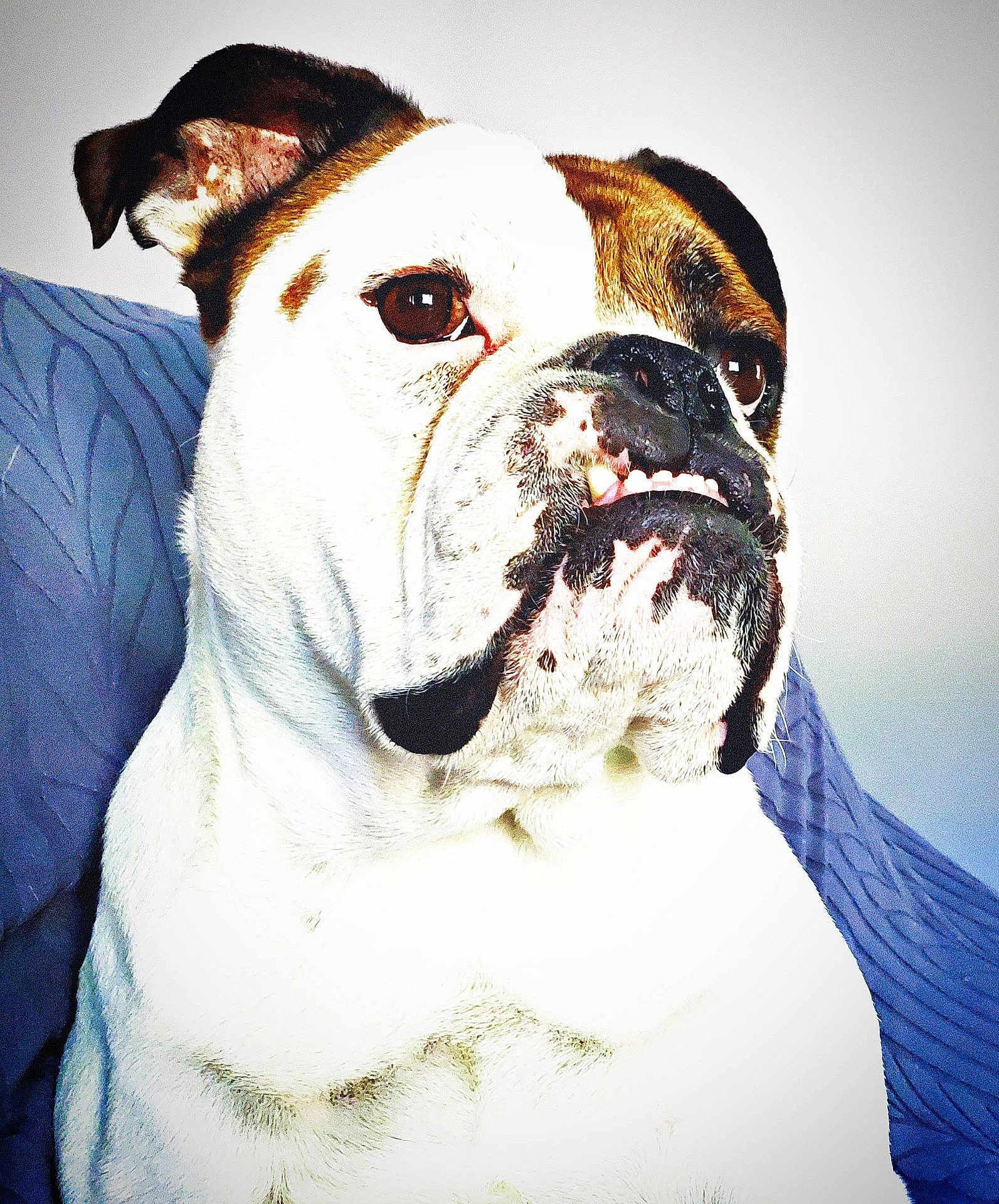 Enzo