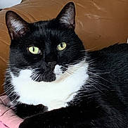 Pooky participe au concours pour gagner de l'argent avec cette photo : cat, tuxedo_cat, pet, animal, feline, green_eyes, black_and_white, whiskers, paw, quilt, fabric, couch, leather, indoor, relaxed, resting, close_up, domestic_animal, fur, cute