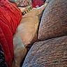 dog, sleeping, blanket, couch, furniture, relaxation, indoor, resting, canine, collar, paw, fur, comfort, red_blanket, patterned_couch, side_view, cozy, nap, pet, domestic_animal
