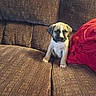 adorable, animal, brown_couch, companion, cozy, cute, dog, domestic_animal, fur, home, indoor, living_room, pet, puppy, red_blanket, resting, sitting, small_dog, soft_texture, young_animal
