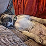 dog, puppy, sleeping, couch, blanket, orange_throw, relaxed, indoor, pet, collar, fur, napping, cozy, comfort, resting, closeup, animal, cute, domestic_animal, home