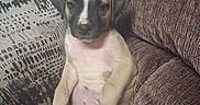 Outlaw is registered to the contest to win money with this photo: puppy, dog, sitting, couch, cushion, indoor, pet, animal, fur, paw, blanket, relaxed, cute, young, face, ears, nose, brown, white, black