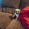 animal, blanket, brown_couch, canine, cozy, cute, dog, domestic_animal, furniture, indoor, living_room, pet, puppy, red_blanket, resting, sitting, small_dog, soft, texture, young_dog
