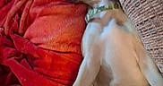 Outlaw joined the competition — help win amazing prizes! animal, blanket, collar, comfort, couch, cozy, cute, dog, domestic_animal, fur, indoor, living_room, lying_down, mammal, pet, red, relaxed, resting, side_view, sleeping