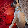 dog, pet, blanket, red, couch, relaxed, lying_down, indoor, fur, collar, sleeping, comfort, cozy, resting, animal, mammal, domestic_animal, cute, side_view, living_room