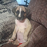 Outlaw is registered to the contest to win money with this photo: puppy, dog, couch, pillow, indoor, pet, sitting, cute, young_dog, fur, animal, cozy, blanket, relaxed, home, looking_at_camera, brown, white, black, ears