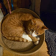 Skittles joined the competition — help win amazing prizes! cat, orange_cat, white_paws, cat_bed, indoor, wooden_floor, cozy, pet, feline, curled_up, resting, sleepy, domestic_cat, animal, whiskers, ears, tail, floor_mat, quiet, home