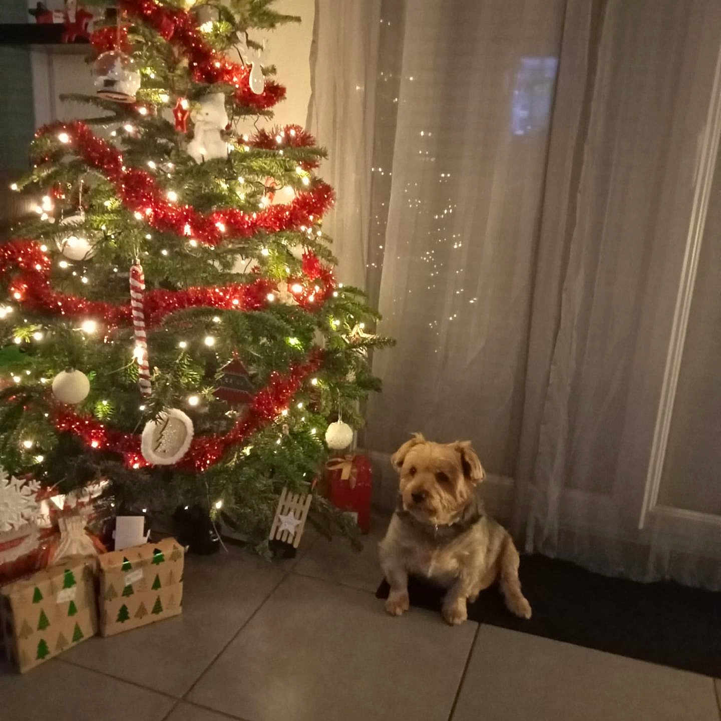Iouk participe au concours pour gagner de l'argent avec cette photo : animal, box, canine, christmas, christmasdecorations, christmastree, dog, face, festival, head, indoors, lighting, package, person, pet, photography, plant, pottedplant, puppy, tree