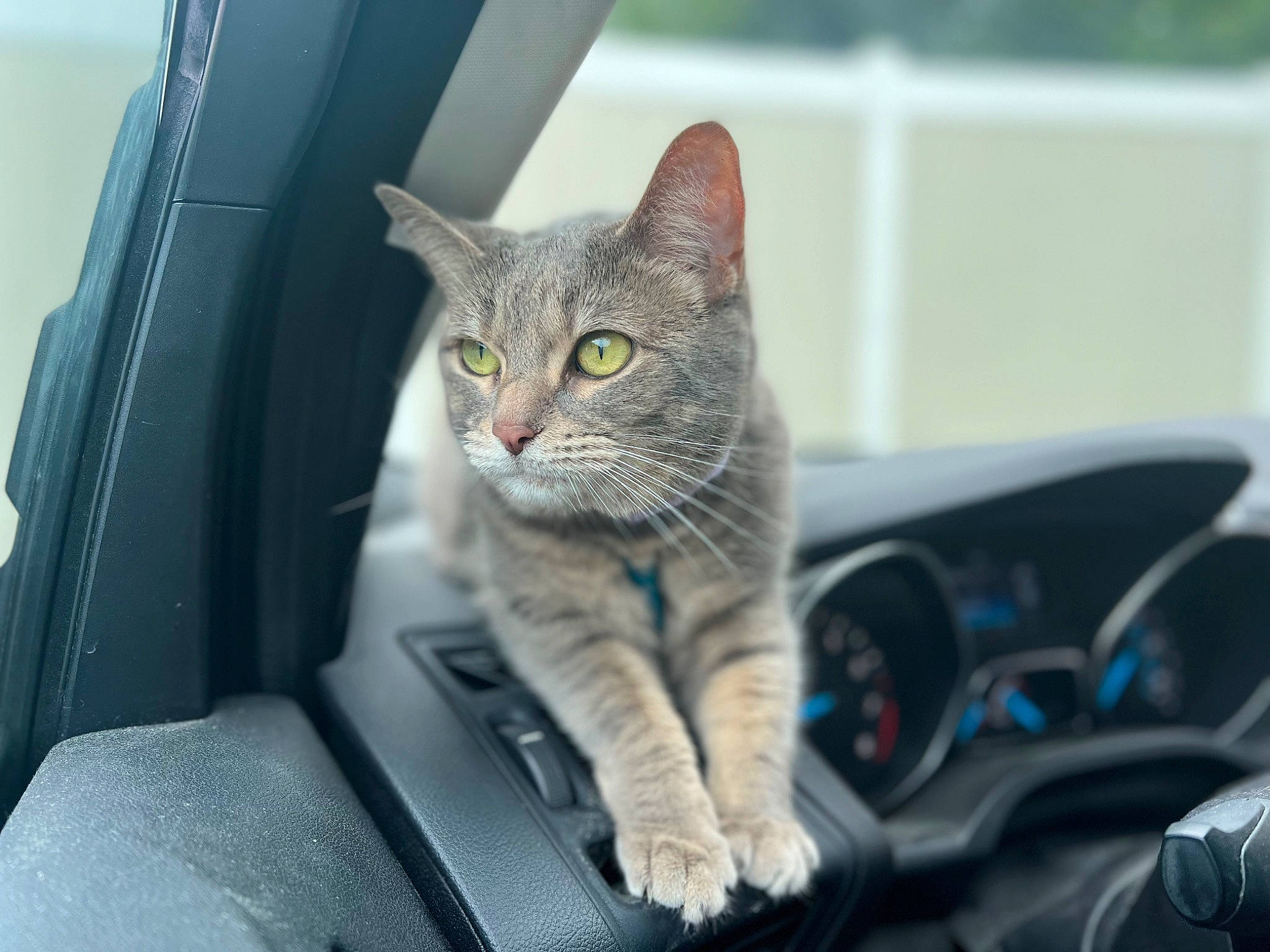 Slim Shady joined the competition — help win amazing prizes! auto_part, automotive_exterior, automotive_window_part, carnivore, cat, comfort, domestic_short_haired_cat, felidae, fur, grey, motor_vehicle, sitting, small_to_medium_sized_cats, snout, steering_wheel, tree, vehicle, vehicle_door, whiskers, windshield