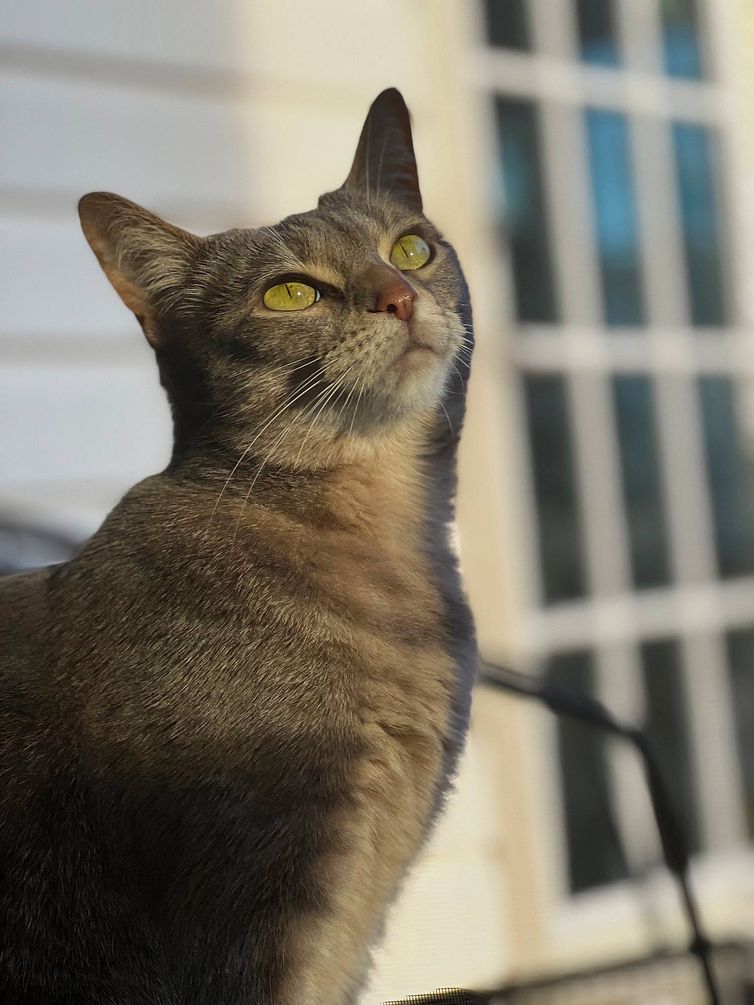 Slim Shady is registered to the contest to win money with this photo: animal_shelter, art, carnivore, cat, chartreux, domestic_short_haired_cat, felidae, fur, grey, mesh, small_to_medium_sized_cats, snout, tail, terrestrial_animal, whiskers, wildlife, window