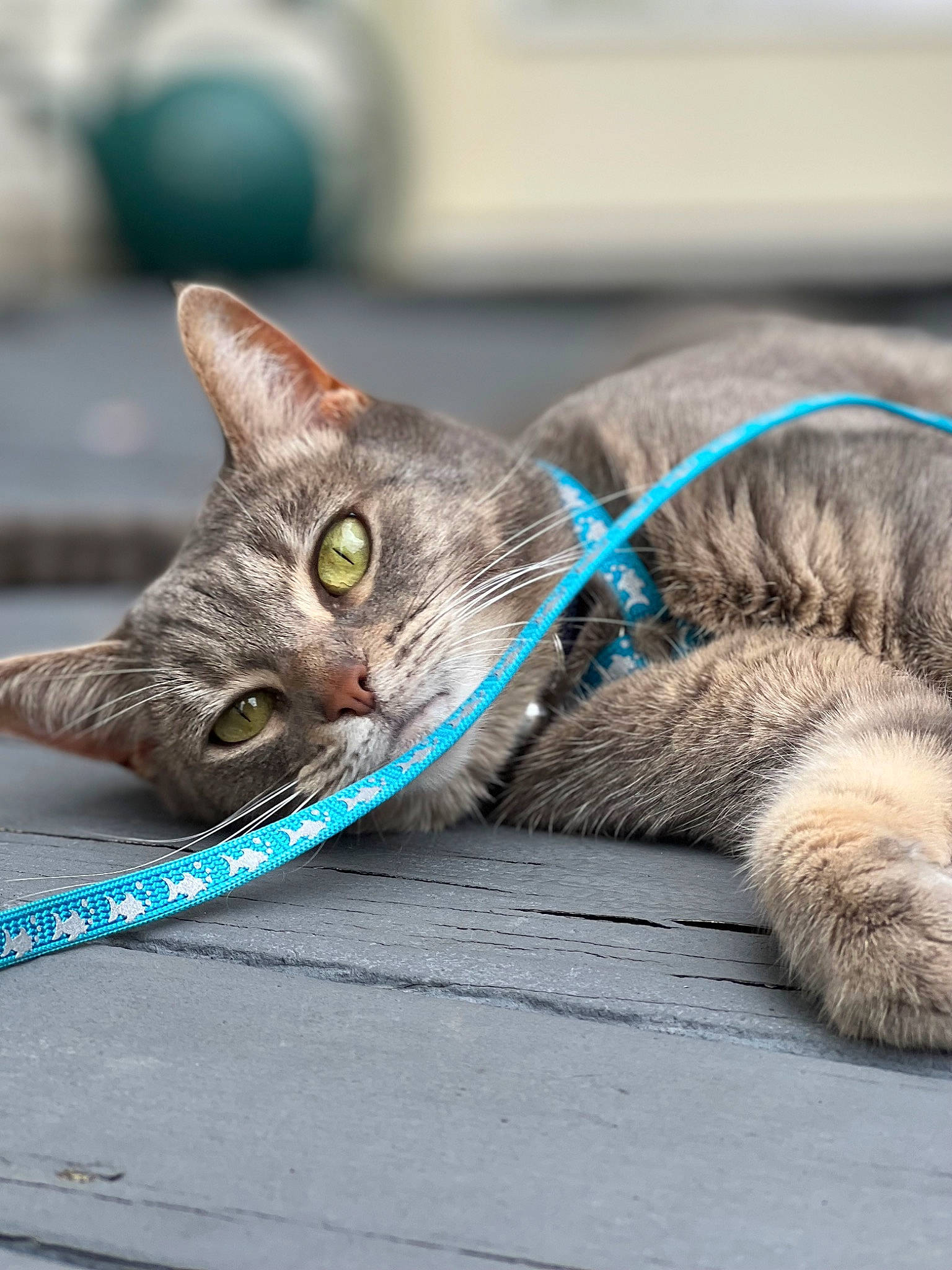 Slim Shady joined the competition — help win amazing prizes! carnivore, cat, claw, collar, domestic_short_haired_cat, electric_blue, felidae, fur, leash, mammal, paw, small_to_medium_sized_cats, snout, tail, whiskers