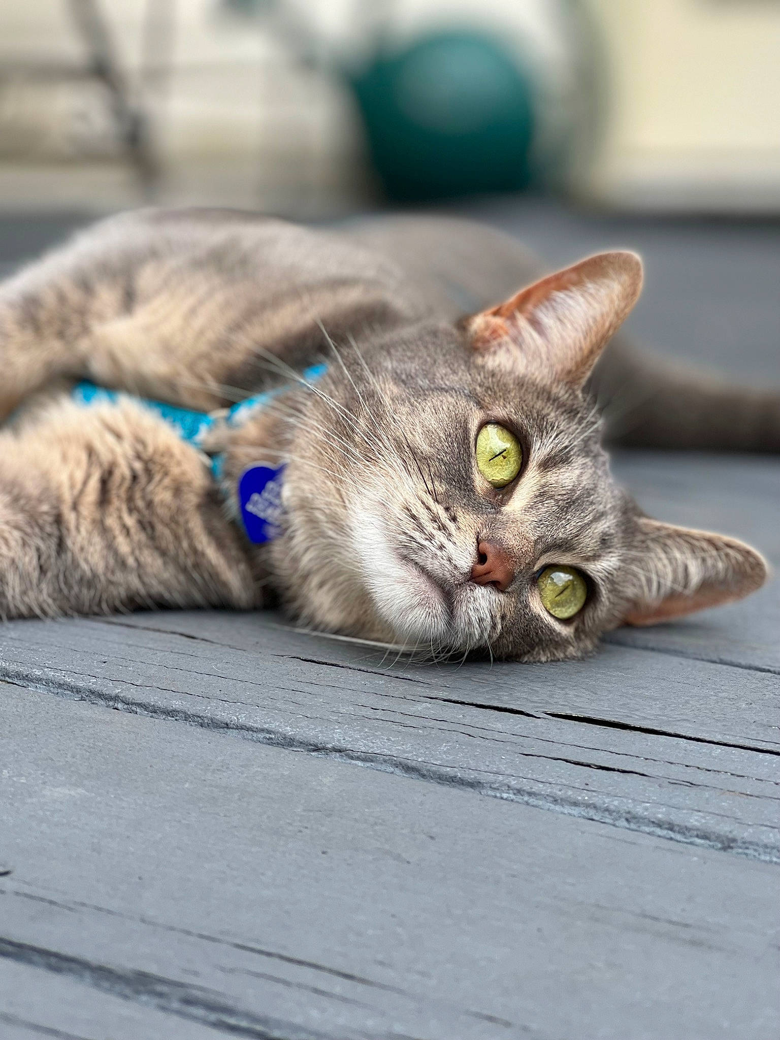 Slim Shady joined the competition — help win amazing prizes! asphalt, carnivore, cat, claw, domestic_short_haired_cat, felidae, fur, grass, grey, paw, road, road_surface, sitting, small_to_medium_sized_cats, snout, street, tail, whiskers, wildlife, wood