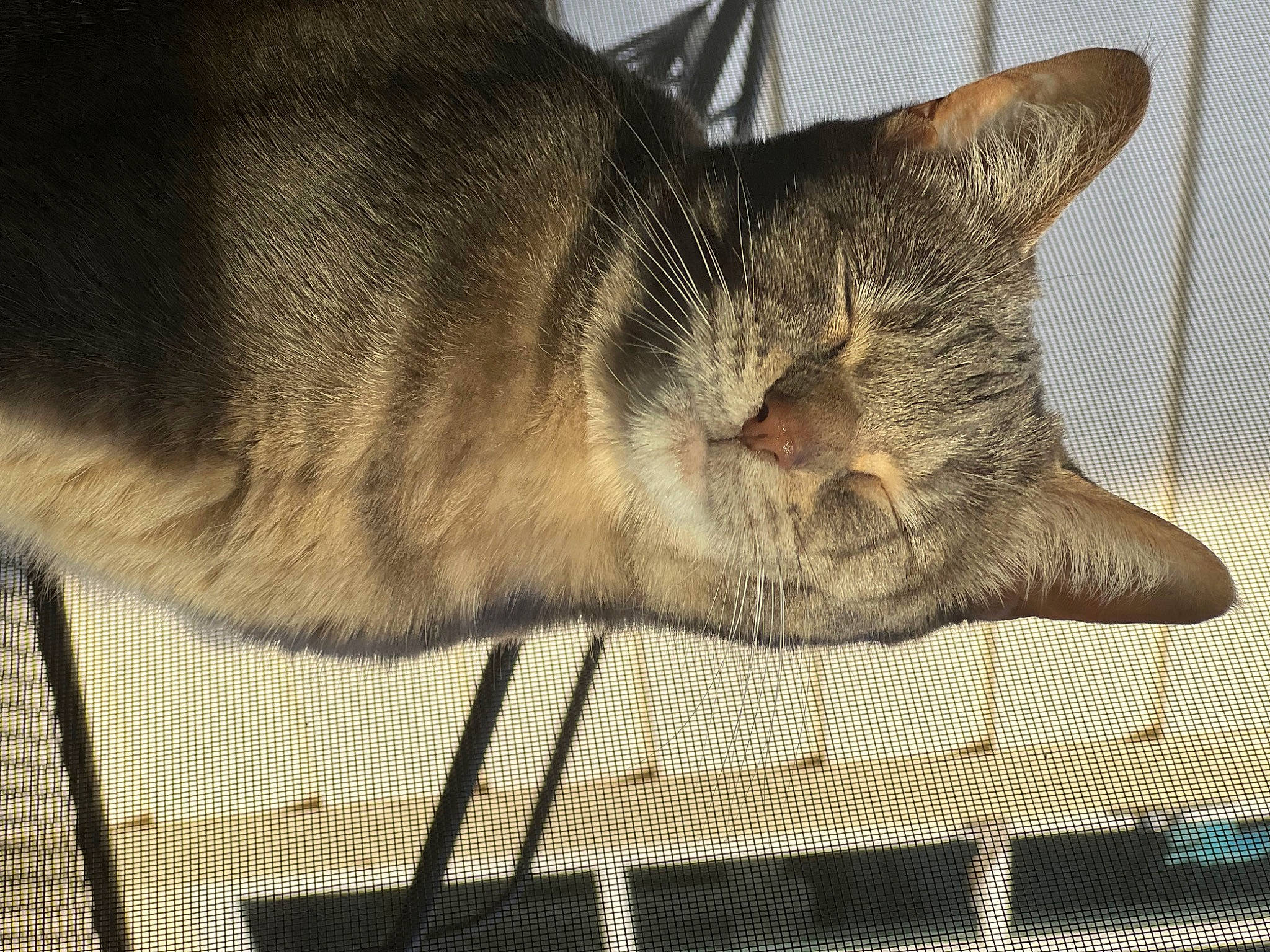 Slim Shady joined the competition — help win amazing prizes! carnivore, cat, claw, comfort, domestic_short_haired_cat, eye, fawn, felidae, fur, linens, mesh, metal, paw, small_to_medium_sized_cats, snout, tail, terrestrial_animal, whiskers, wildlife, wood