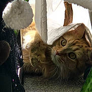 Pumpkin joined the competition — help win amazing prizes! cat, curious, fur, whiskers, pom_pom, cloth, fabric, texture, light, shadow, indoor, pet, animal, playful, close_up, cozy, soft, knitted, floor, eyes