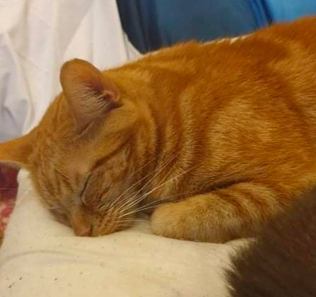 Gizmo is registered to the contest to win money with this photo: carnivore, cat, cat_supply, claw, comfort, domestic_short_haired_cat, fawn, felidae, flooring, fur, nap, paw, small_to_medium_sized_cats, snout, tail, terrestrial_animal, whiskers, wildlife, wood, wrinkle