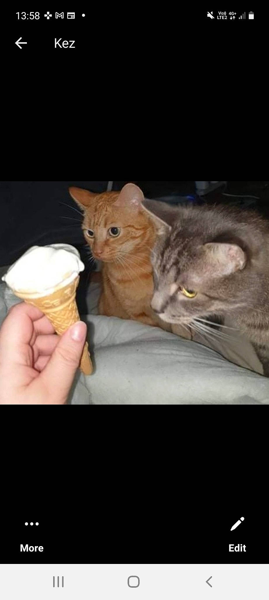 Gizmo is registered to the contest to win money with this photo: carnivore, cat, cuisine, dish, domestic_short_haired_cat, fawn, felidae, food, fur, gesture, ice_cream, ice_cream_cone, ingredient, paw, small_to_medium_sized_cats, snout, sorbetes, soy_ice_cream, tail, whiskers