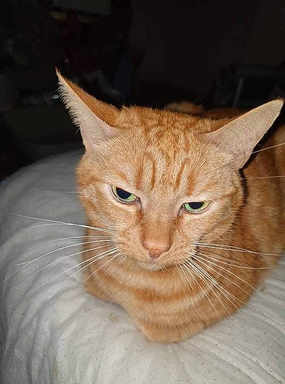 Gizmo joined the competition — help win amazing prizes! carnivore, cat, claw, comfort, domestic_short_haired_cat, fawn, felidae, fur, iris, sitting, small_to_medium_sized_cats, snout, tail, terrestrial_animal, tree, whiskers, wildlife, wood