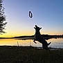 Rocky participe au concours pour gagner de l'argent avec cette photo : animal, dog, evening, field, grass, jumping, lake, landscape, leaping, nature, outdoor, playful, recreation, reflection, silhouette, sky, sunset, toy, trees, water