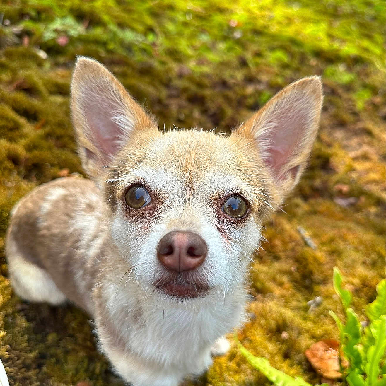 Rubis participe au concours pour gagner de l'argent avec cette photo : animal, brown, canine, closeup, curious, cute, dog, ears, eyes, fur, greenery, leash, moss, nature, outdoor, pet, portrait, small_dog, snout, white