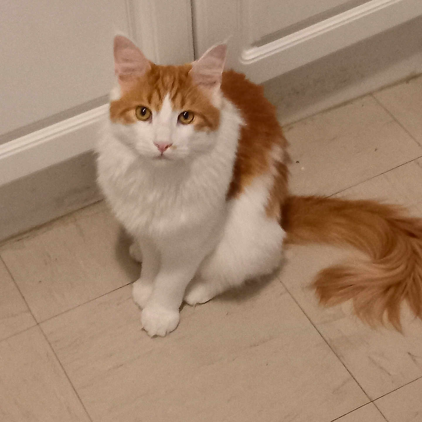 Felix
