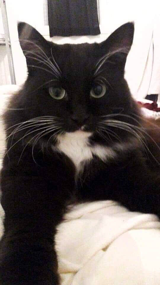 Millow participe au concours pour gagner de l'argent avec cette photo : asian, black_and_white, black_cat, carnivore, cat, domestic_long_haired_cat, domestic_short_haired_cat, ear, felidae, fur, kitten, mammal, norwegian_forest_cat, polydactyl_cat, small_to_medium_sized_cats, snout, whiskers