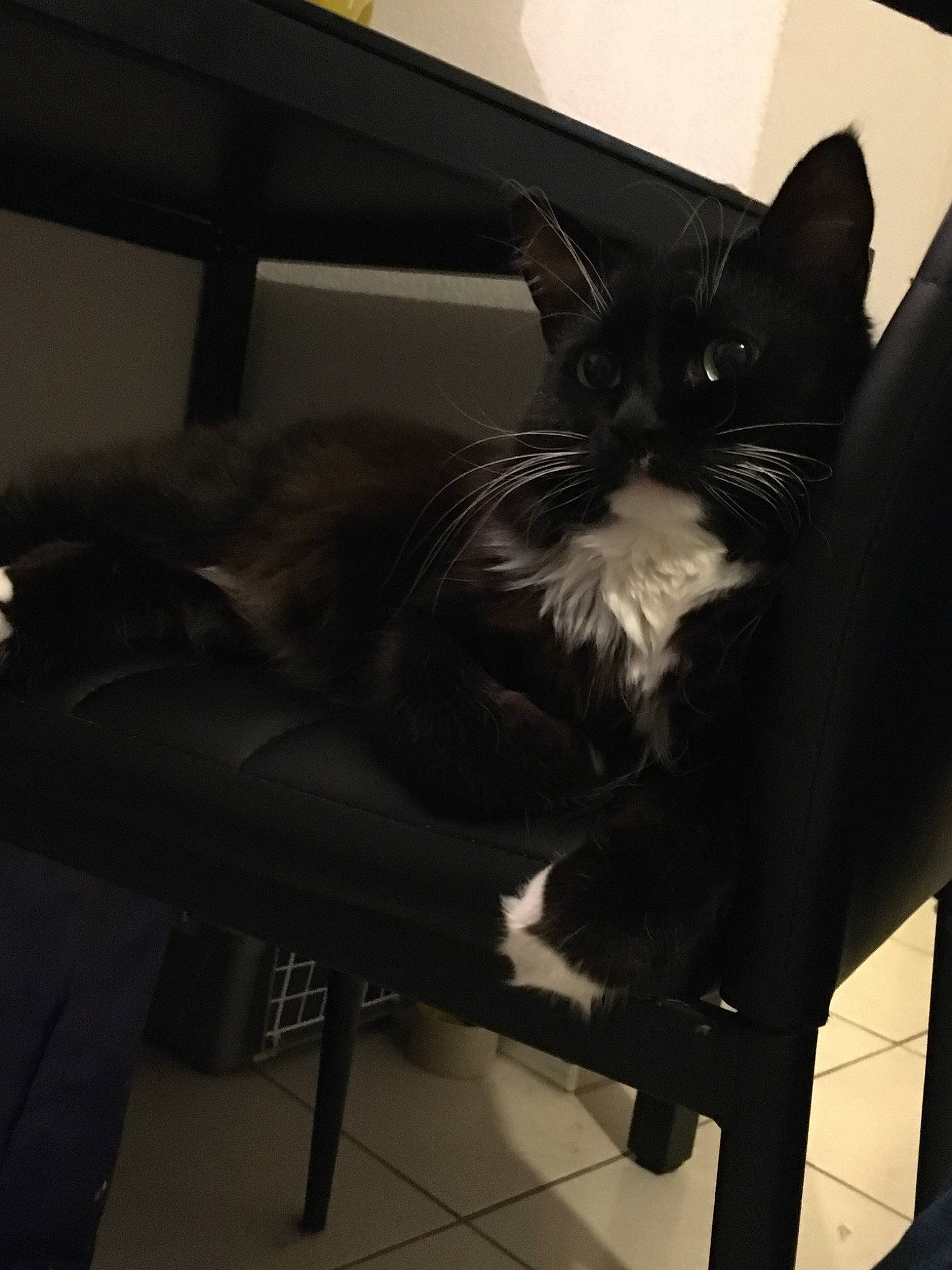 Millow a rejoint le concours — aidez-le/la à gagner de superbes lots ! black, black_cat, carnivore, cat, chair, ear, felidae, fur, furniture, kitten, lap, leg, sitting, small_to_medium_sized_cats, suit, table, tail, tuxedo, whiskers